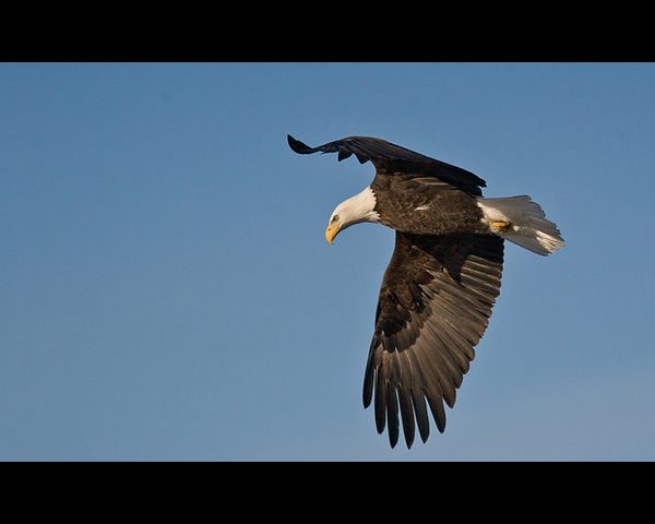 Bald Eagle