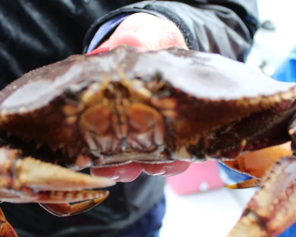 large crab being held