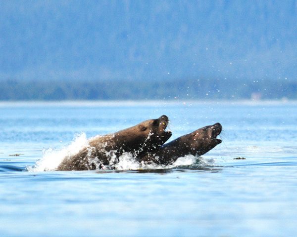 Sea Lions seals in water