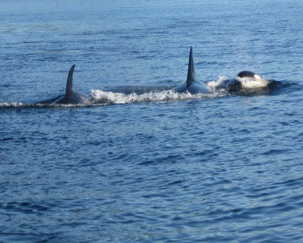 orca whales im water