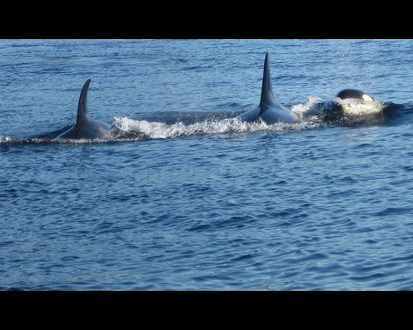 Killer Whales
