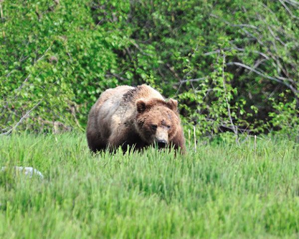 Alaska Grizzly Bear Alaska Grizzly Bear