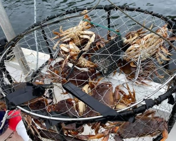 basket of crabs